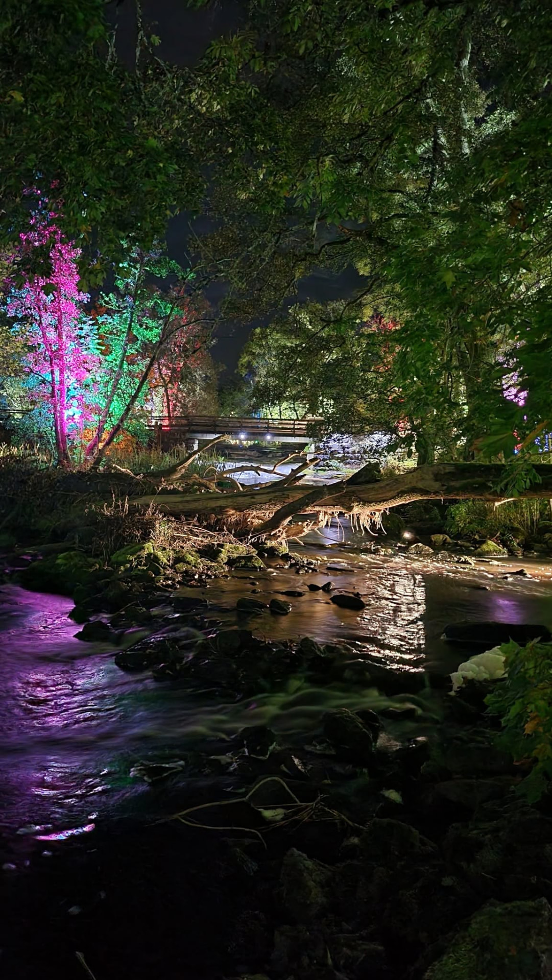 Rosa och grönt upplysta träd vid forsen intill bron